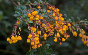 In spring dense infestations of Darwin's barberry cover hillsides in a blanket of orange flowers.