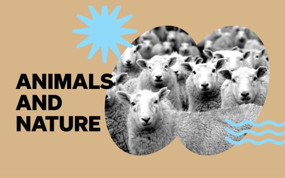The words “Animals and Nature” appear in bold black on a tan background. A black-and-white photo of sheep fills the right side, framed in a stylized open-book shape. A light blue starburst and wavy lines add playful graphic accents.