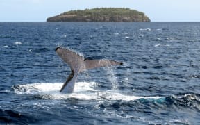 Tonga is one of the few countries in the world where it is legal for people to swim with whales, although some conservationists are calling for an end to commercial swimming with whales operations.