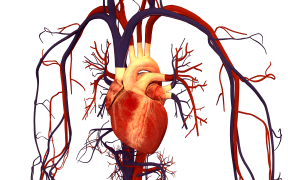 Human Heart