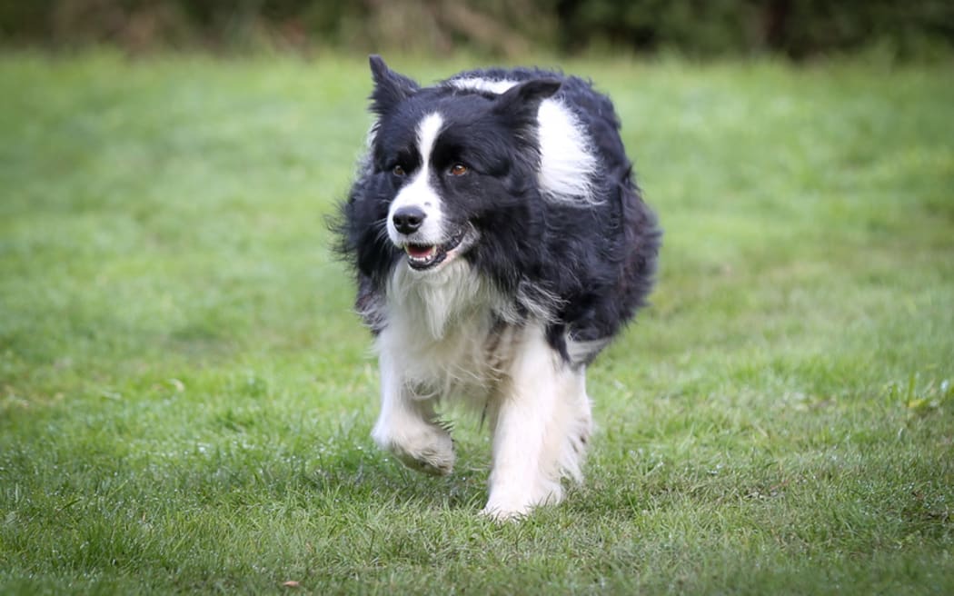 Boarder collie on an organic farm.