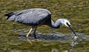 White-faced heron.