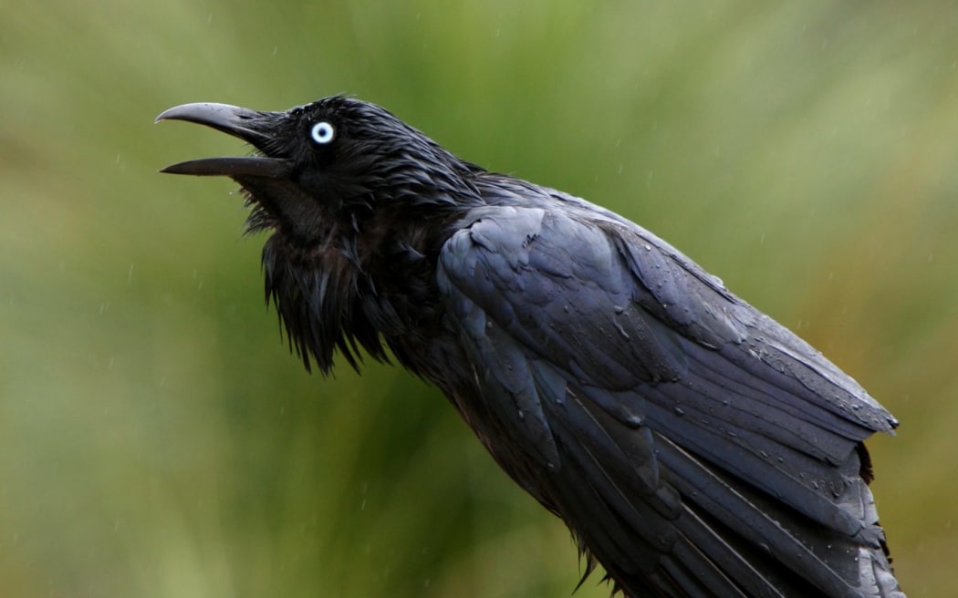 An Australian Raven