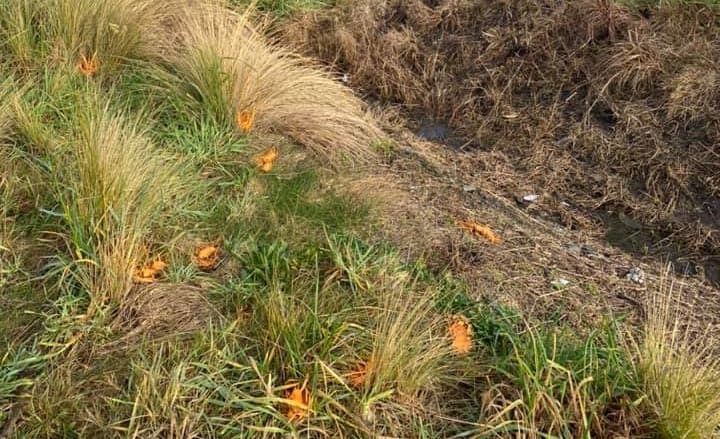 St Leonard resident Antonia Wood spray painted dog poo along the West Harbour walkway to highlight where pick-up was needed.