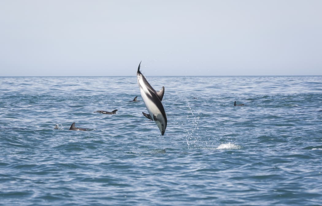 Swimming with dolphins with Encounter Kiakoura