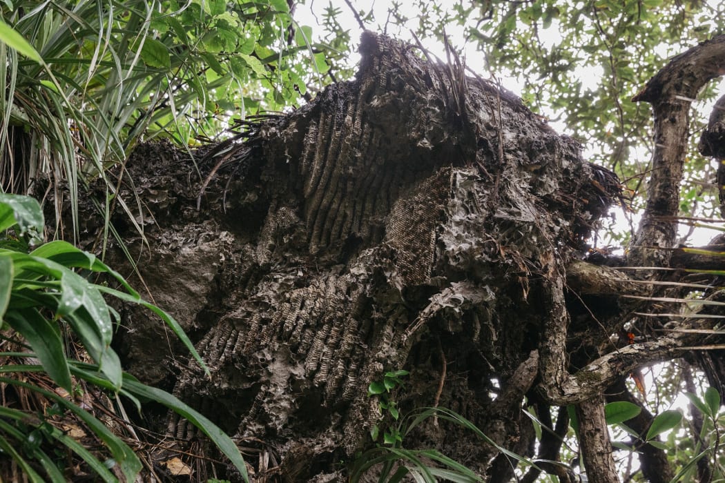 Huge wasp nest discovered at Karekare beach area of Waitākere Ranges Regional Park