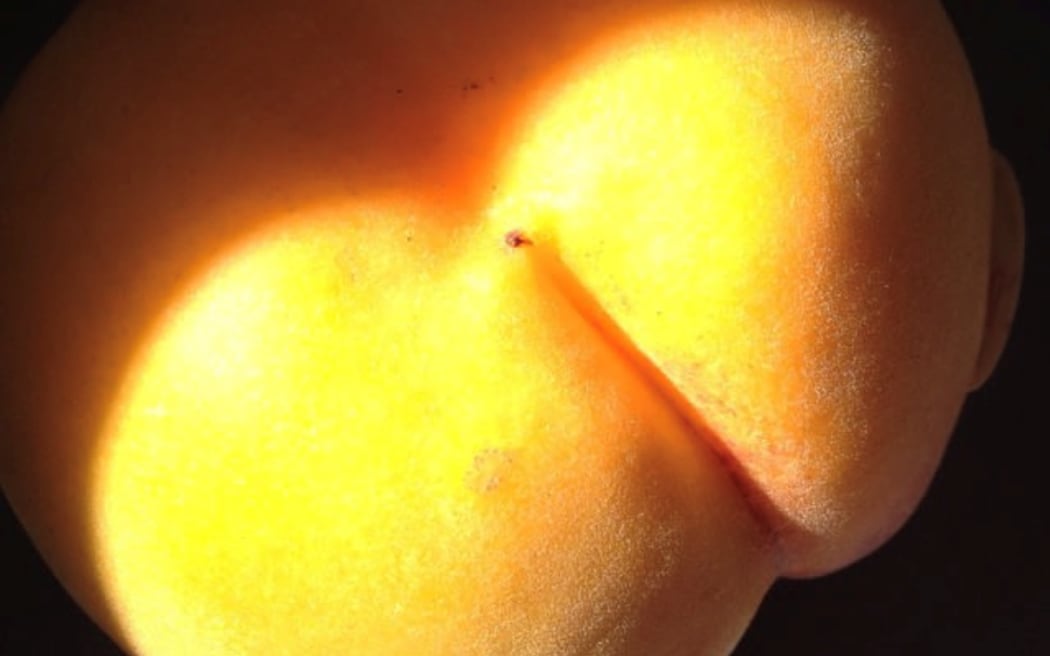 A peacherine photographed in bright sunlight.