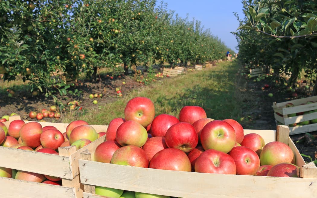 Cart full of apples after picking in orchard