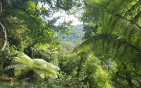 Lake Rotoiti bush, Nelson Lakes National Park.