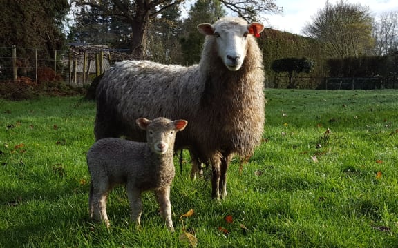 Very muddy conditions at Sheep Heaven Waikato - lambing underway