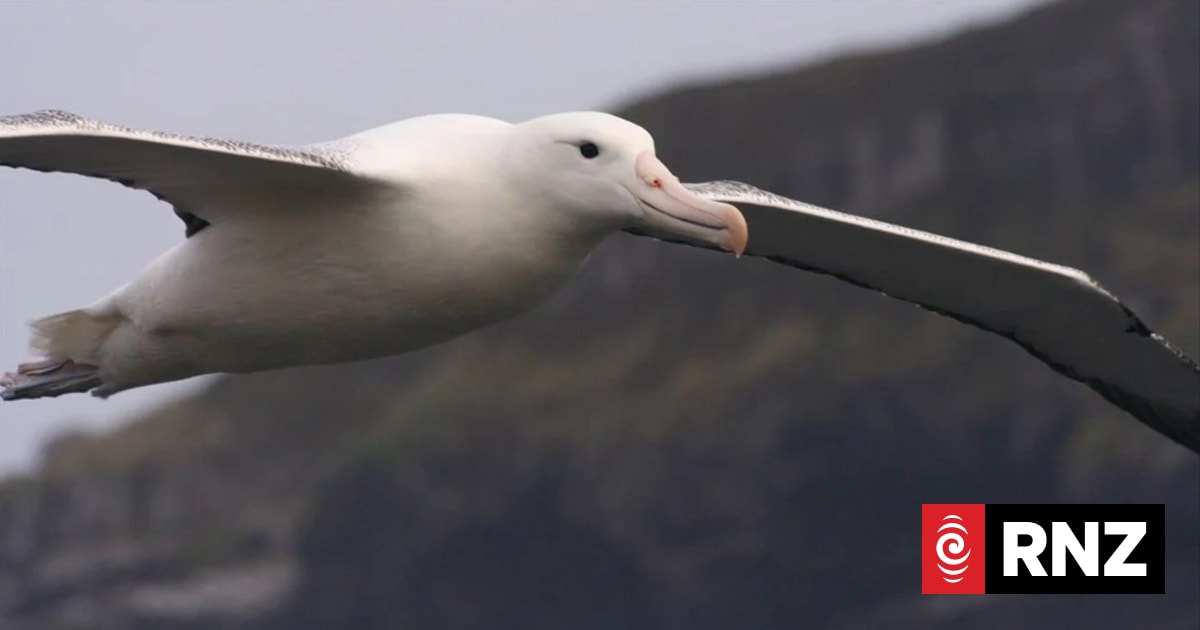 Our Changing World: H5/N1 is here, what will it mean for our wildlife?
