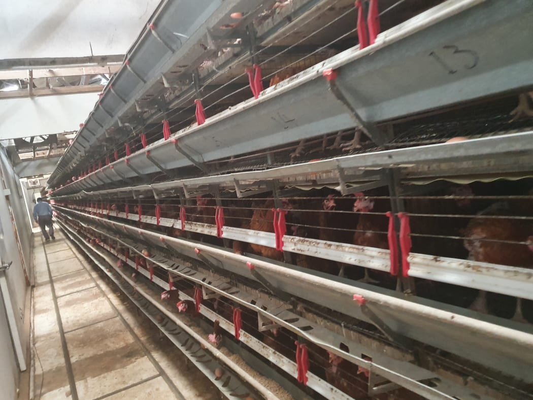 Ken Thode's Chico chicken farm