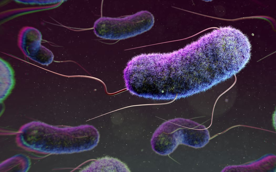What is E coli bacteria contamination, and what does it mean for your ...