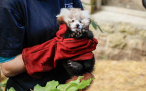 Roxie, the three-month-old red panda kit, died at Edinburgh Zoo on Guy Fawke's night. Her keepers believe her death was due to stress caused by fireworks nearby.