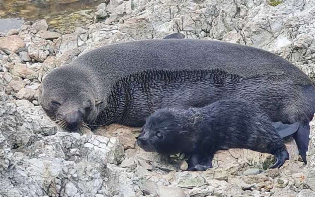 A brand new seal pup, only minutes old.