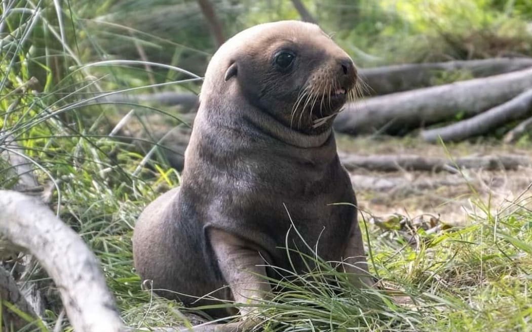Photos of sea lion Jade's pup, taken in February 2024, the pup was shot and left to die on 23 September, 2024.