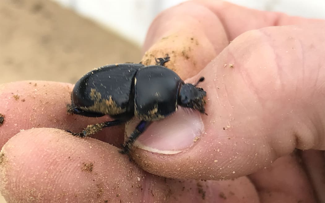 A dung beetle