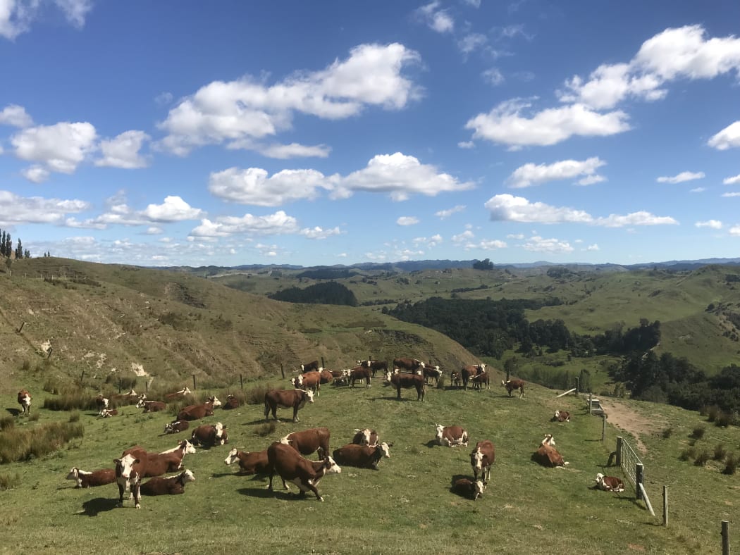 View from the top of William Morrison's MangaRa Station where pasture cover is short.