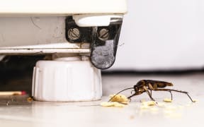 cockroach eating crumbs of food on the floor of a dirty kitchen, insect problem indoors, pest or infestation