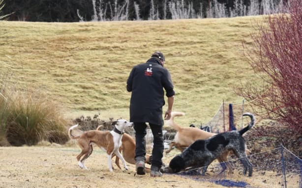 Using pests to catch pests: Ferrets enlisted in Queenstown rabbit fight ...