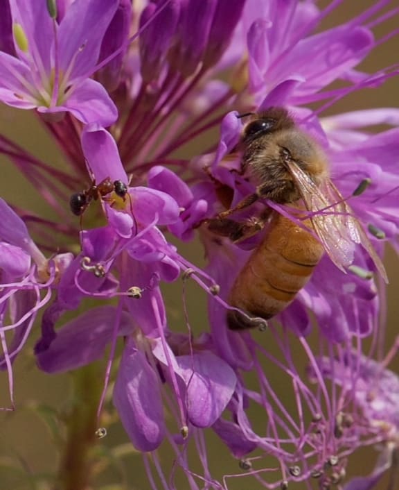 A honey bee and ant foraging on the Rocky Mountain bee plant.