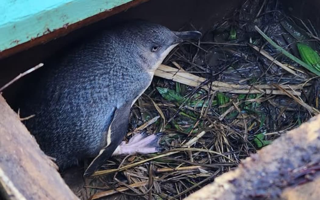 The kororā were gently cleaned and relocated to a safer site.
