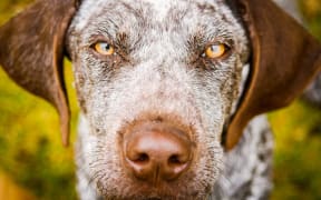 A liver-coloured German Shorthaired Pointer