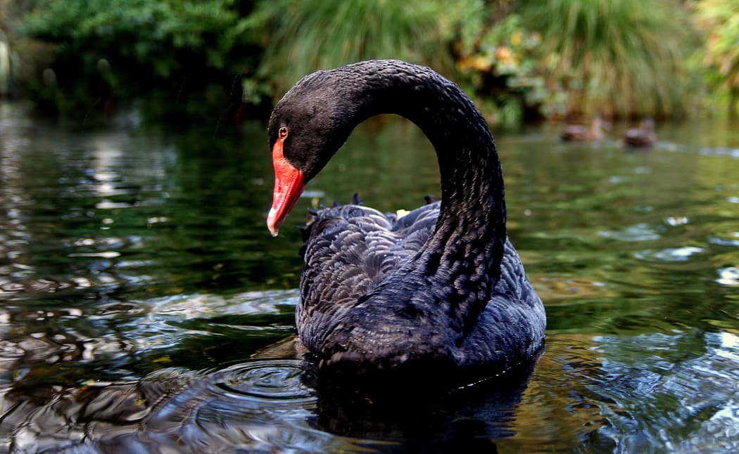 A photo of a black swan taken in Christchurch, New Zealand