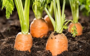 Carrots