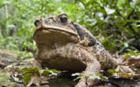 cane toad