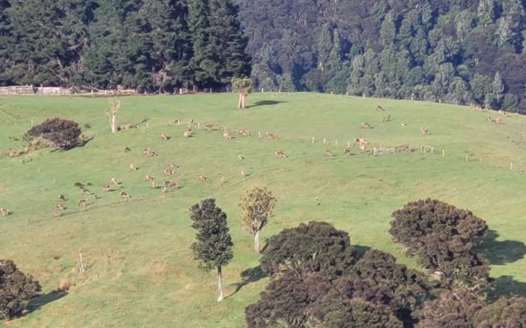 A huge forestry fire near the Central Hawke's Bay village of Pōrangahau last week took days to extinguish.