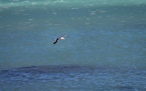 Seagulls at Wellington Airport.