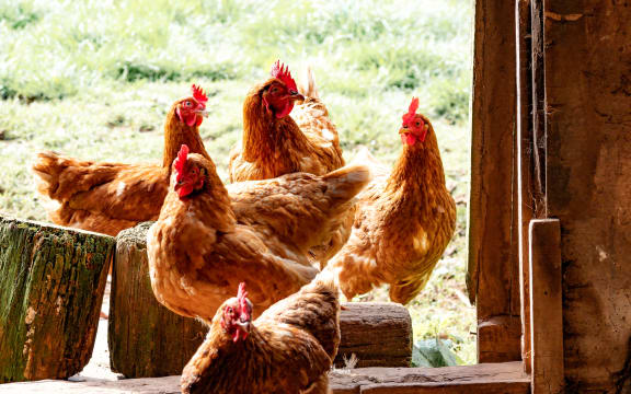 brown hens