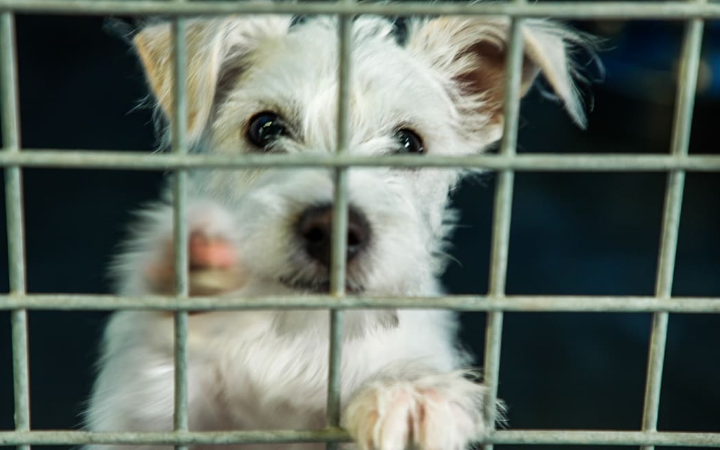 Dogs for Adoption