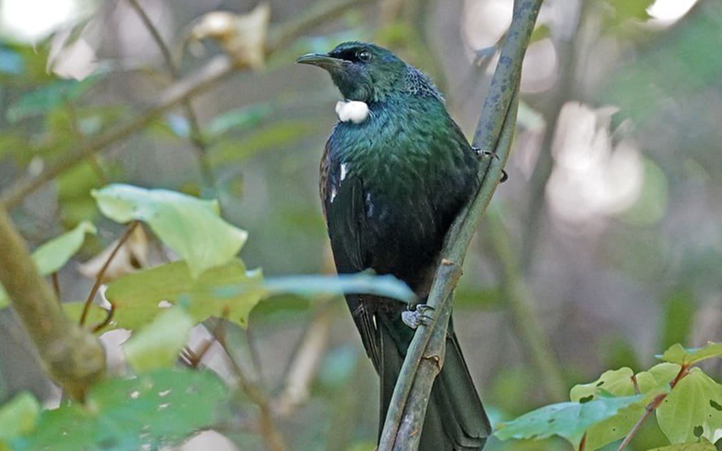 A Tui at Zealandia Wildlife Reserve 10th December 2024.