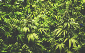 Cannabis plants growing.