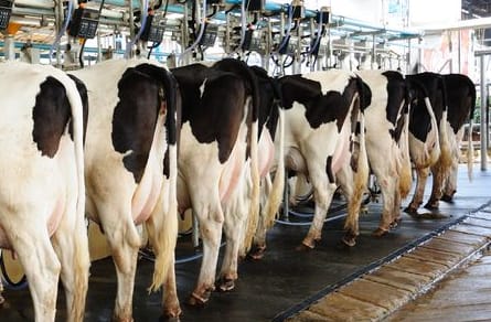 Cows, milking