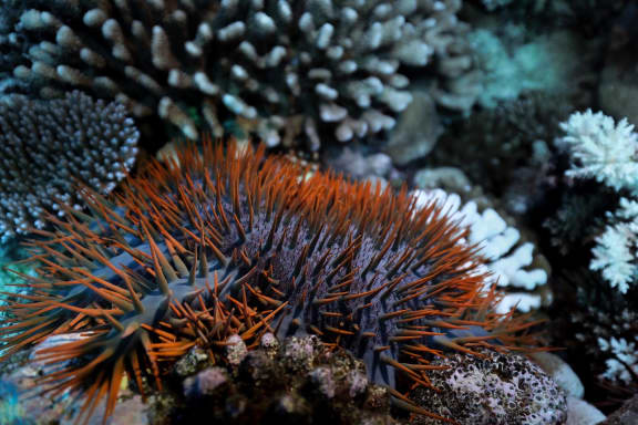 A crown-of-thorns starfish or taramea underwater.