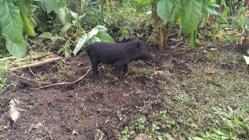 Pig in Papua New Guinea.
