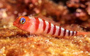 Blue eyed triplefin
