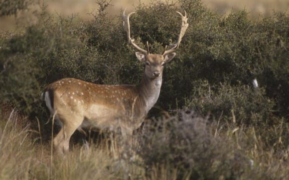 Fallow deer were among the first to be successfully introduced to New Zealand.