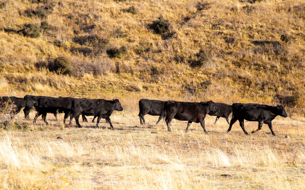 Cattle at Molesworth.
