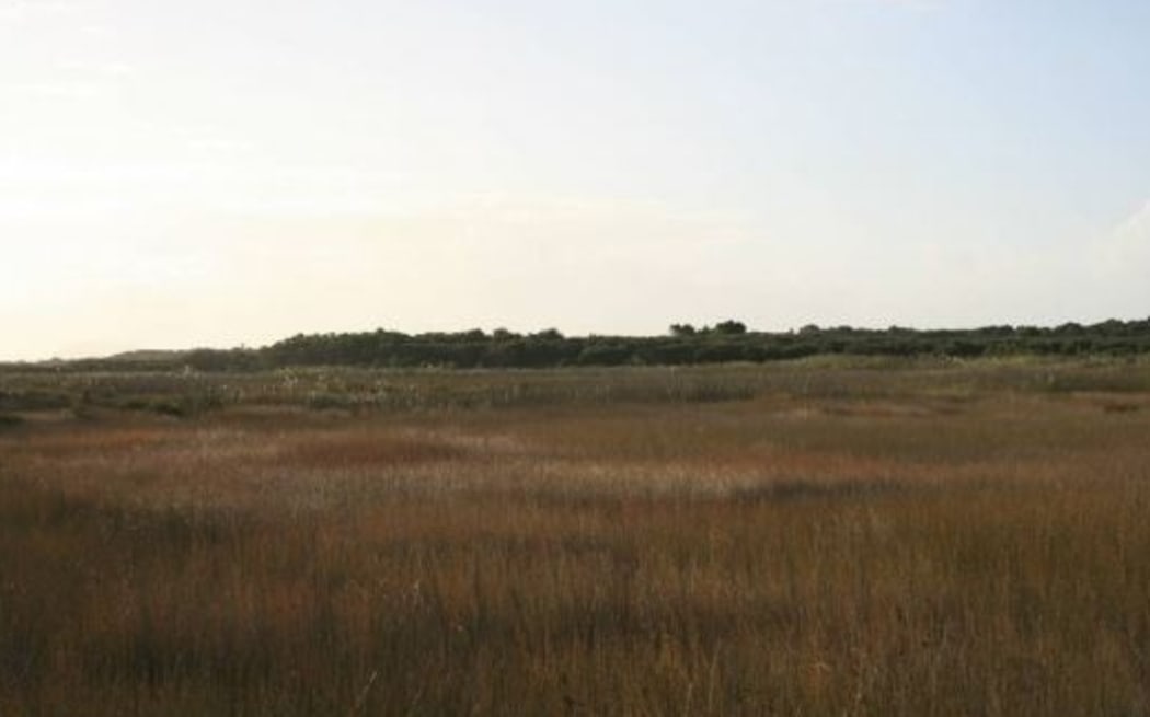 Peat Wetland