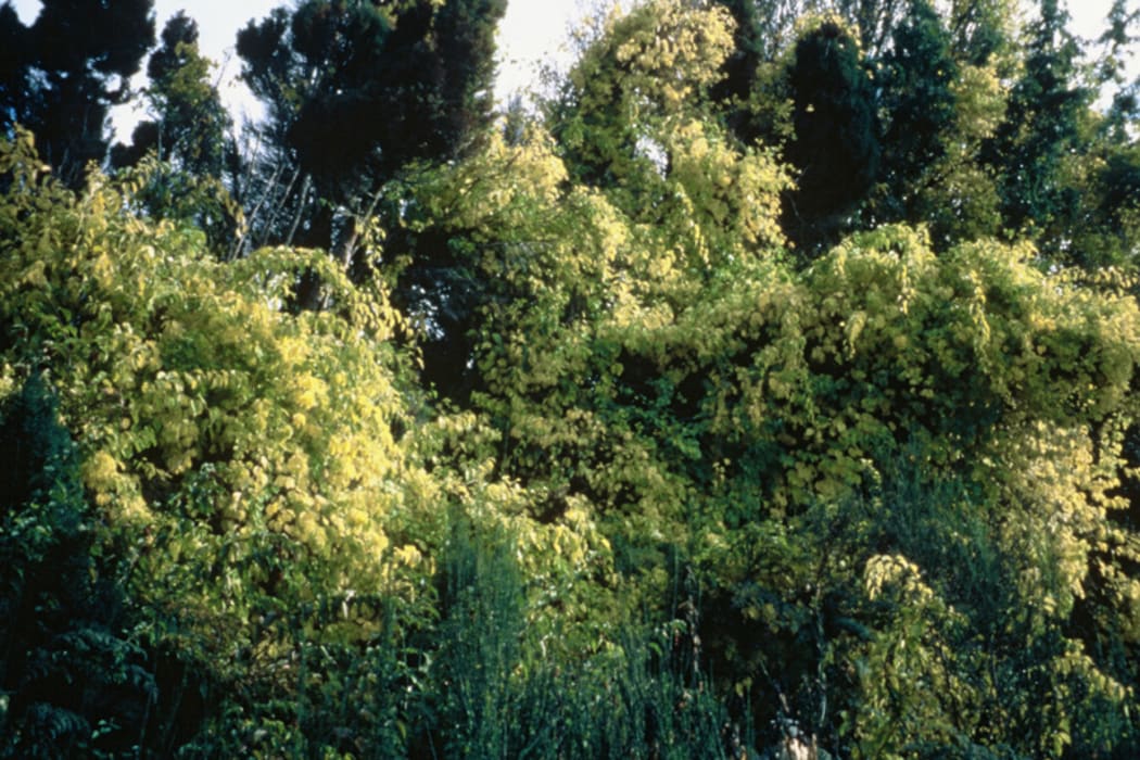 The vine can form dense thickets, said Phil Brown.