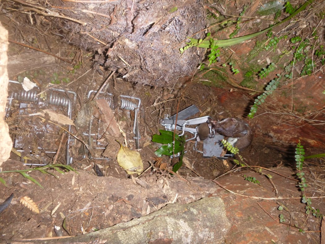 A destroyed stoat den at Orokonui sanctuary.