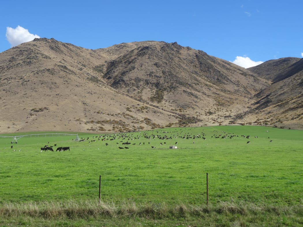 Irrigation has brought cattle to land once grazed by sheep.