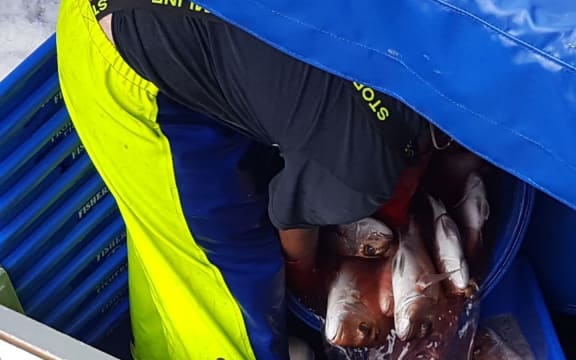 man in  wet gear overalls lifts fish into plastic  boxes