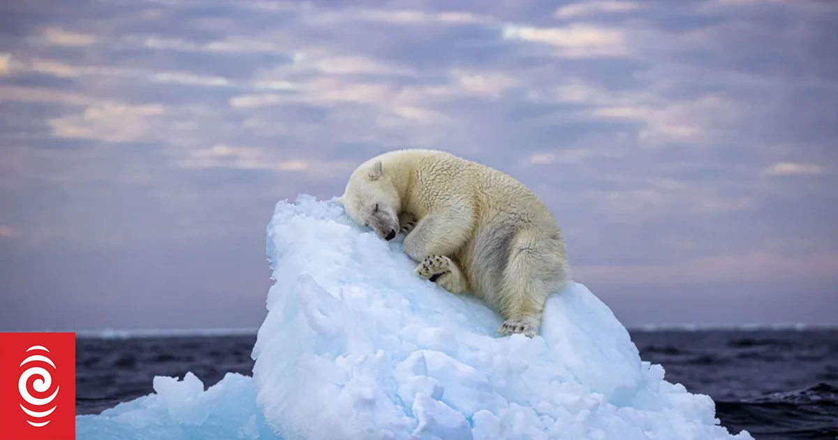Wildlife Photographer of the Year People's Choice Award winner - Vimarsana News