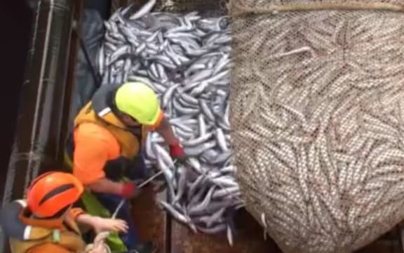 Southern blue whiting are brought aboard a fishing vessel