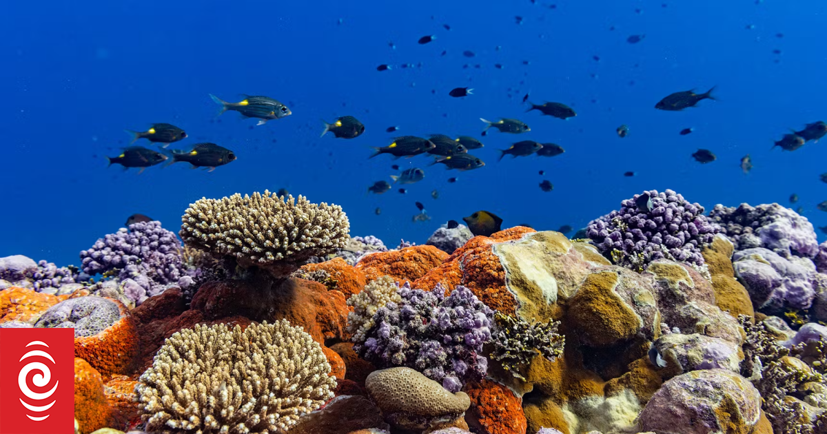 Pacific-led ocean protection initiative gets big funding boost from Bezos Earth Fund
